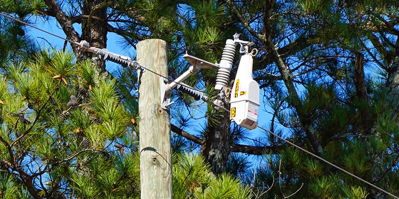 Tree overhang near utility pole with S&C’s TripSaver® Cutout-Mounted Recloser