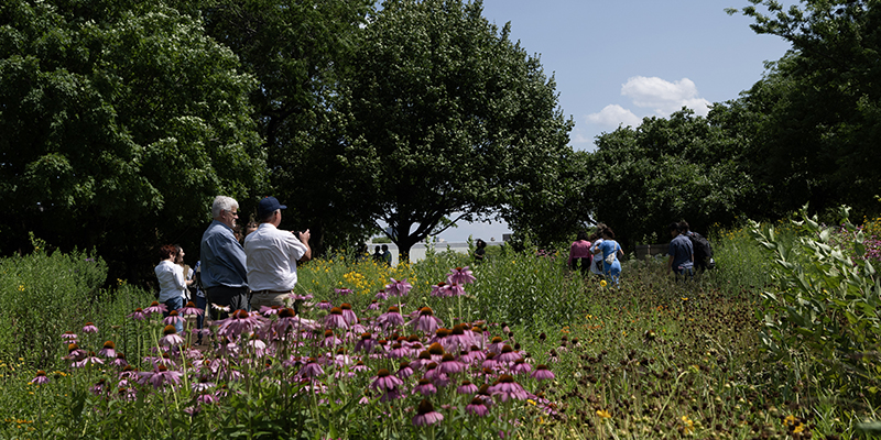 Native Garden